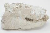 Fossil Oreodont (Merycoidodon) Skull - Wyoming #197412-1